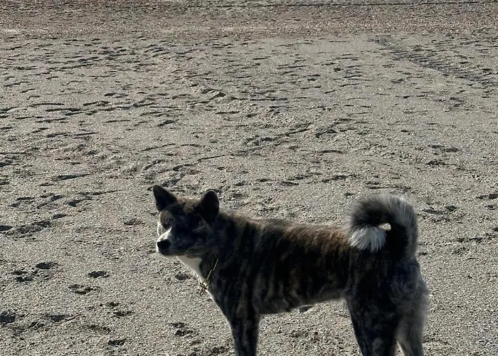 Апартаменты Aky&suki Sea View Олимп